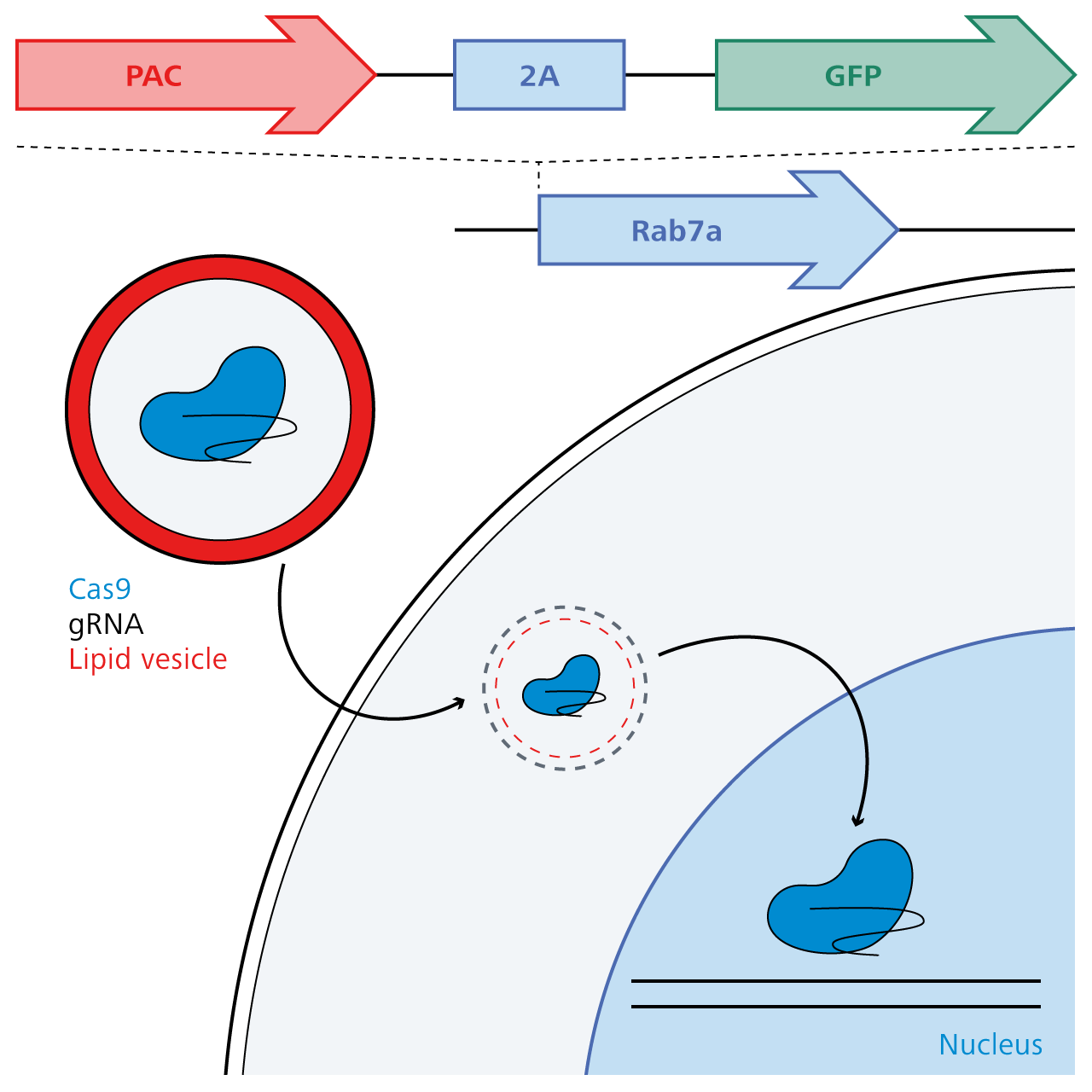 Cas9-mediated genome engineering to create eGFP-Rab7a cell line
