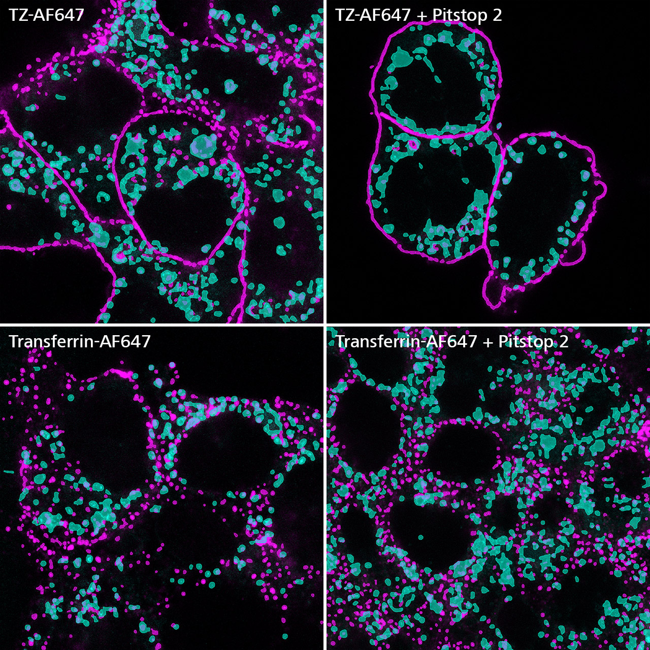BT-474 eGFP-Rab7a cells treated with TZ-AF647 or Transferrin-AF647 and Pitstop 2