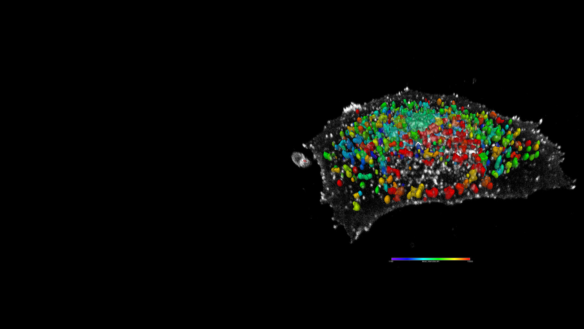 Novel Approaches to Measure Receptor-Mediated Endocytosis of Herceptin