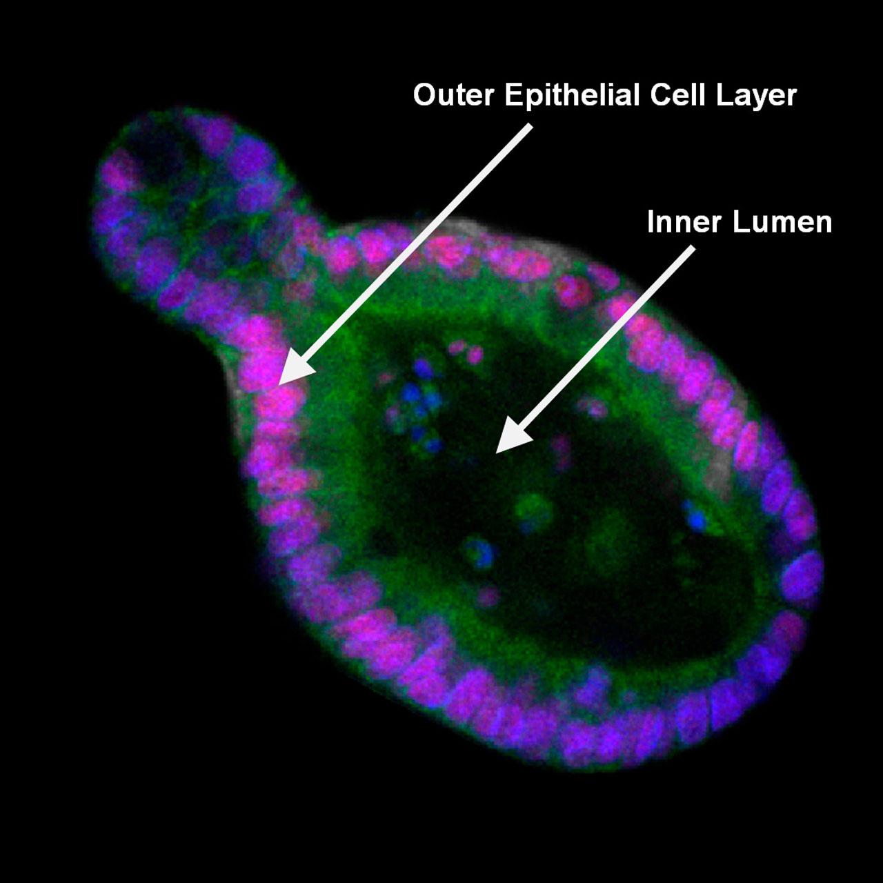 Figure 1A: Basic morphology of an intestinal organoid. For clarity, a central cross section of a complete 3D organoid image set is shown.