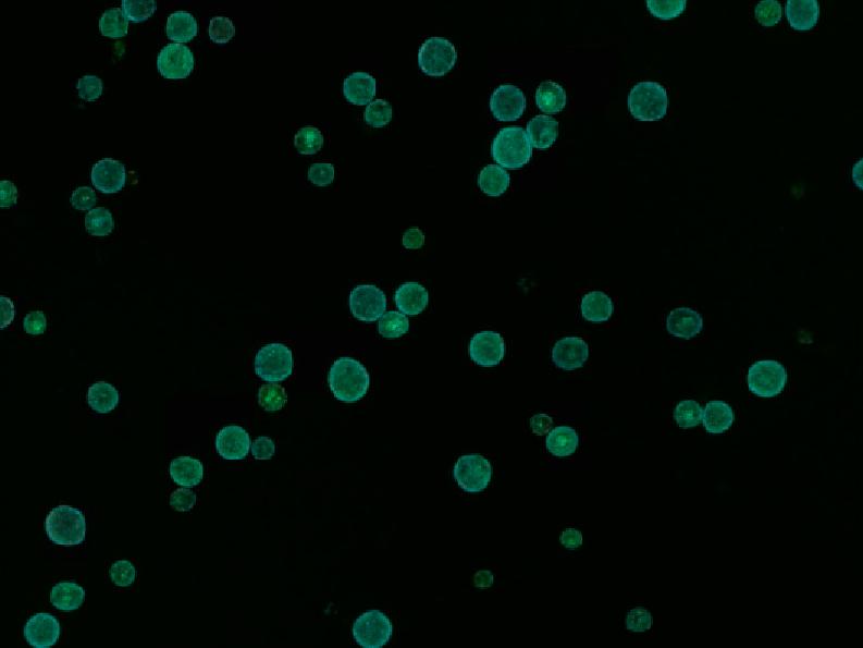 Figure 2A: Overview scan of organoids (widefield).