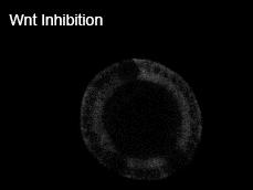 Figure 2E: Control-treated organoids are larger and have an irregular shape. Figure 2E shows how Wnt inhibition presumably reduces the expression of Aldolase B.