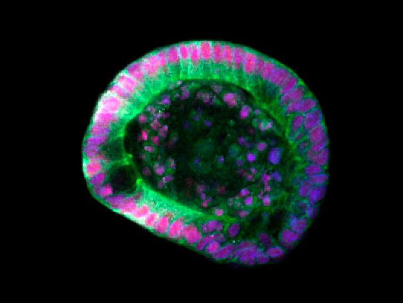 Figure 2C: Detailed confocal scan using Airyscan detector.