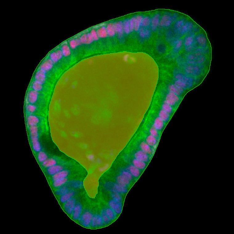 Figure 3A: Organoid cell layer and lumen segmentation