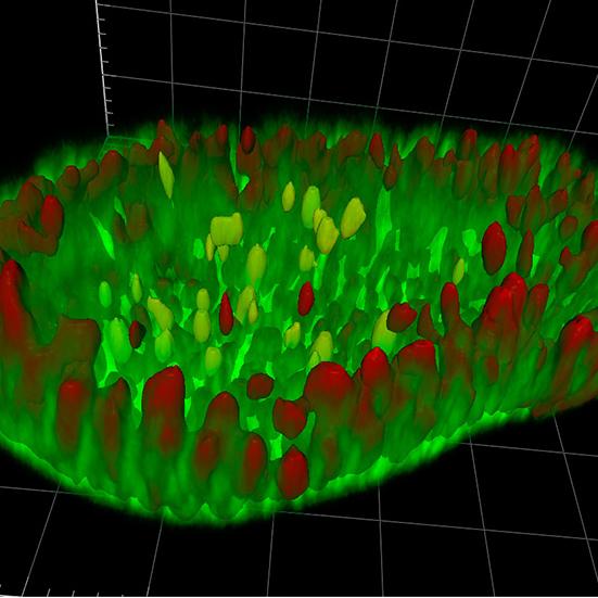 Figure 3B: Nuclei in organoid cell layer and lumen