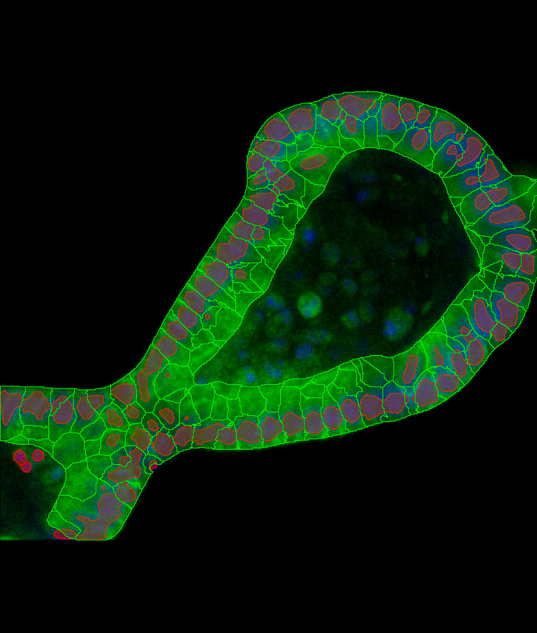 Figure 3C: Cell bodies in organoid cell layer