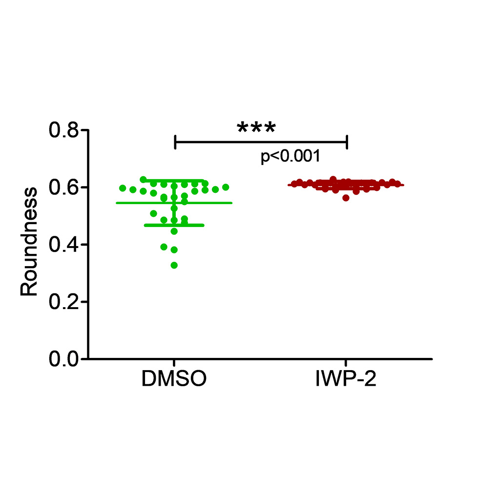 Figure 4D: The roundness of full organoids