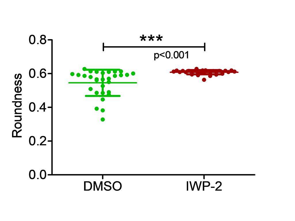 Figure 4D: The roundness of full organoids