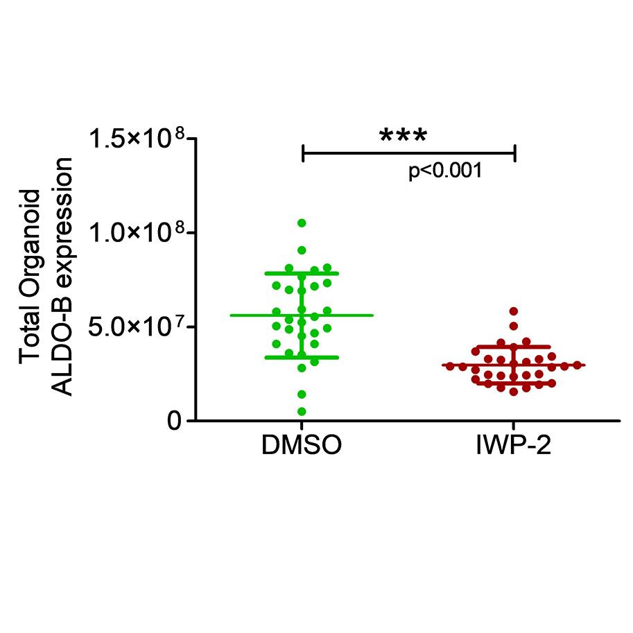 Figure 6B: Total organoid Aldolase B expression