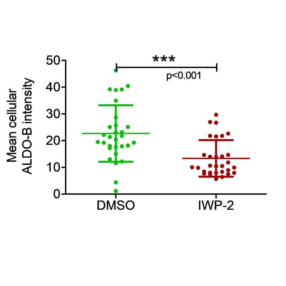 Figure 6C: Average cellular mean Aldolase B intensity