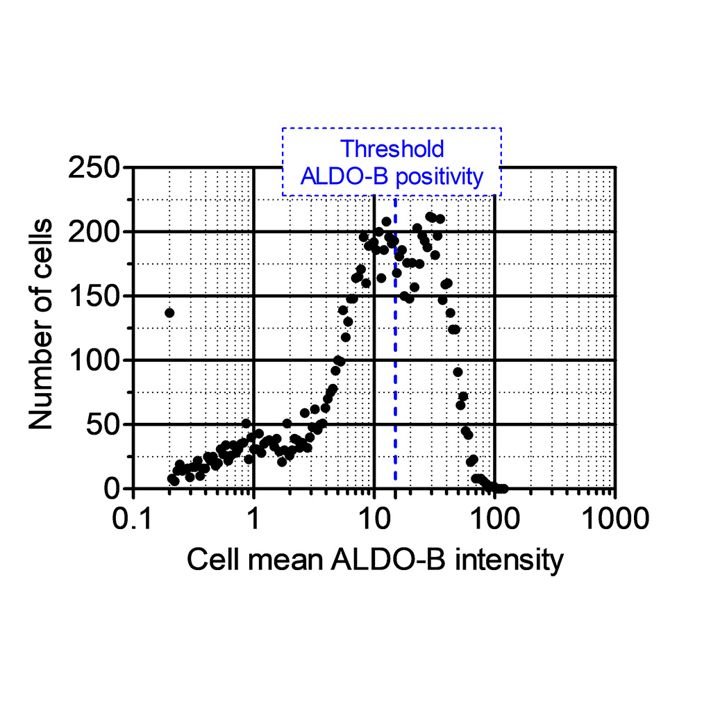 Figure 7B: Mean Aldolase B intensity distribution of single cells