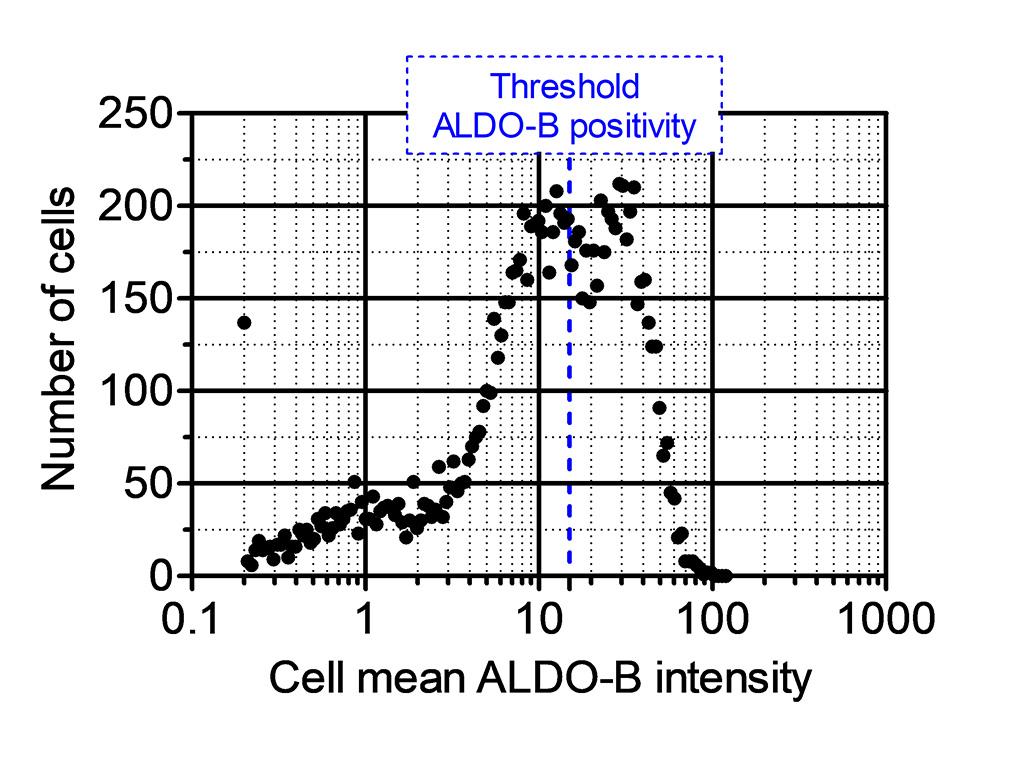 Figure 7B: Mean Aldolase B intensity distribution of single cells