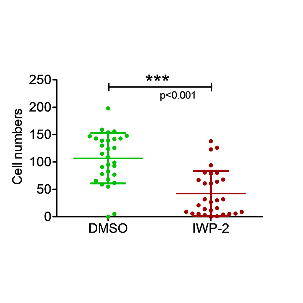 Figure 7C: Number of Aldolase B-positive cells per organoid