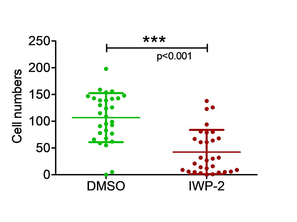 Figure 7C: Number of Aldolase B-positive cells per organoid