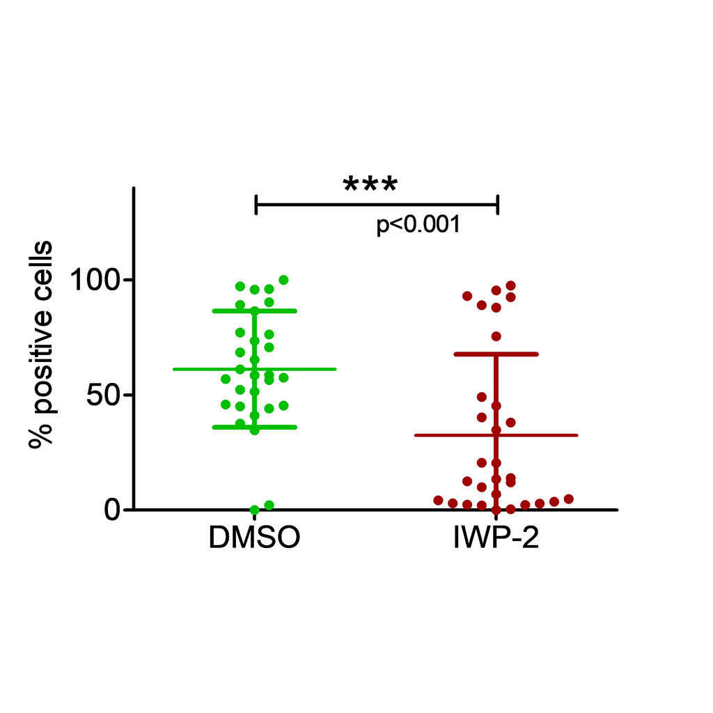 Figure 7D: Percentage of Aldolase B-positive cells per organoid