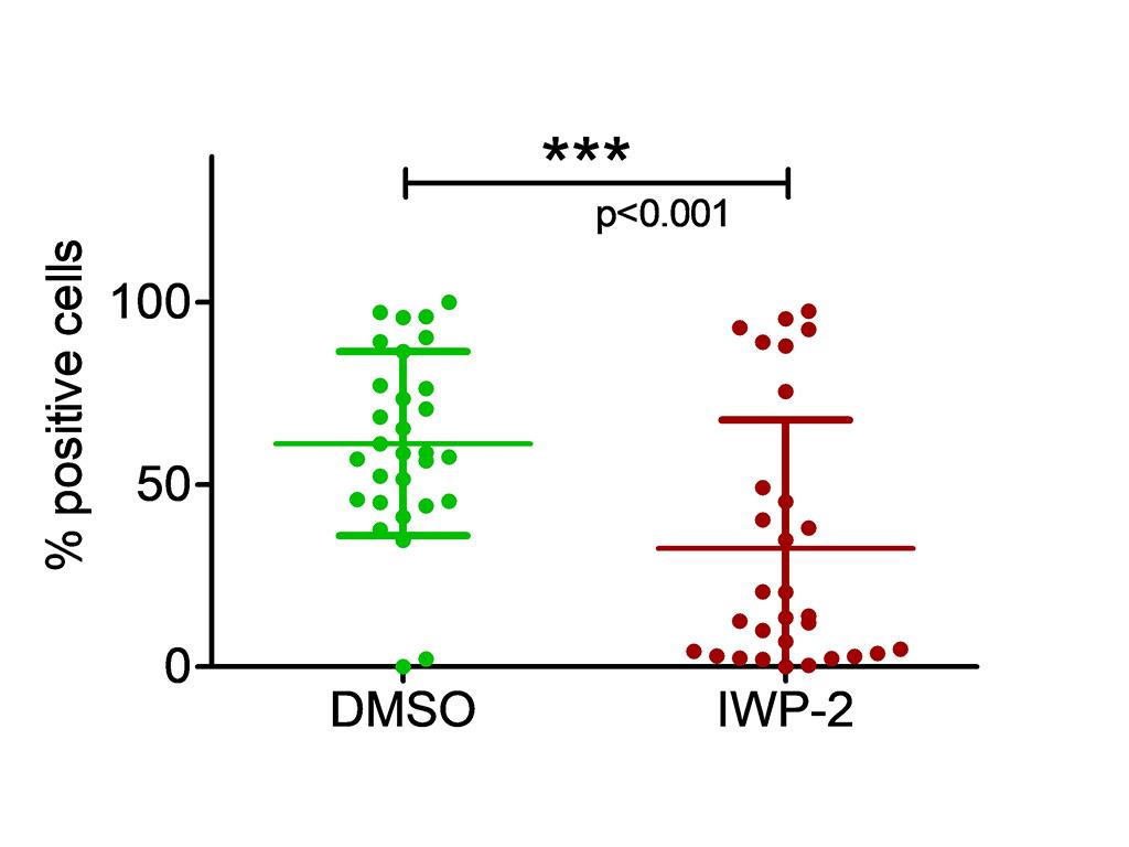 Figure 7D: Percentage of Aldolase B-positive cells per organoid