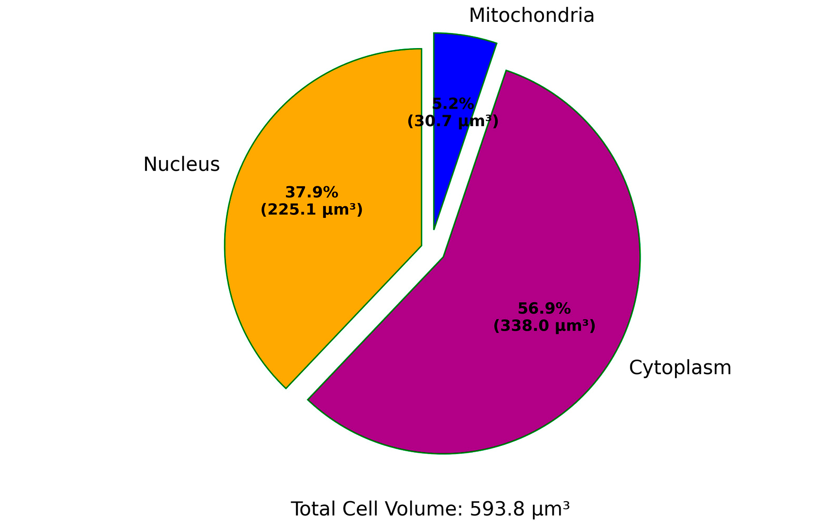 Percentages of total cell volume occupied by mitochondrial network and nucleus