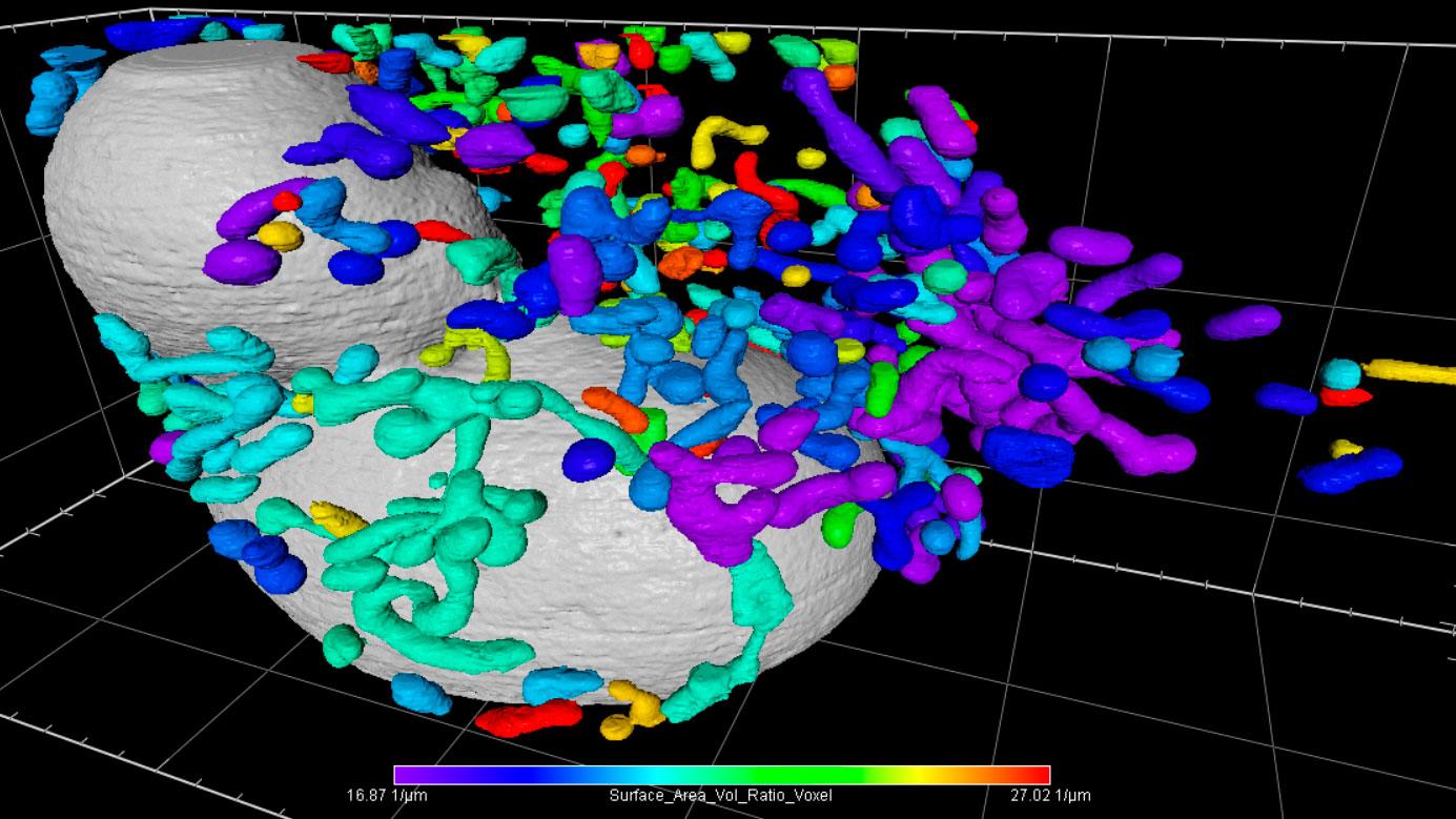 Mitochondria color-coded according to this ratio to visualize their distribution in relation to the nucleus