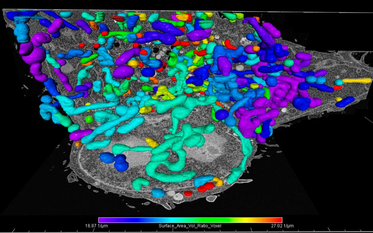Mitochondria color-coded according to this ratio to visualize their distribution in relation to the overall outline of the cell.