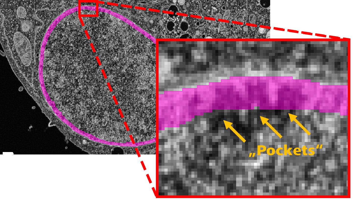 Nuclear membrane and the pocket regions under nuclear pore complexes