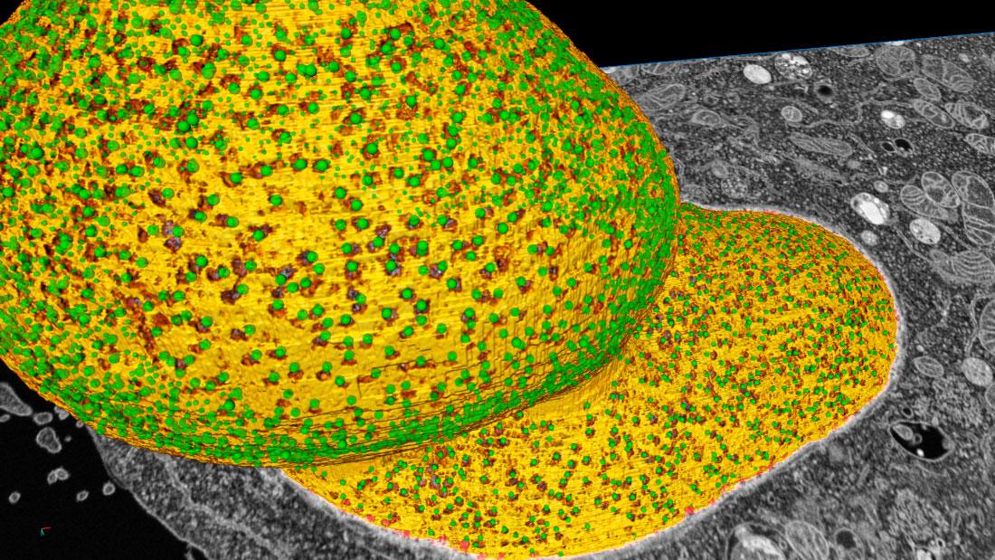 Visualization of nuclear pore complexes