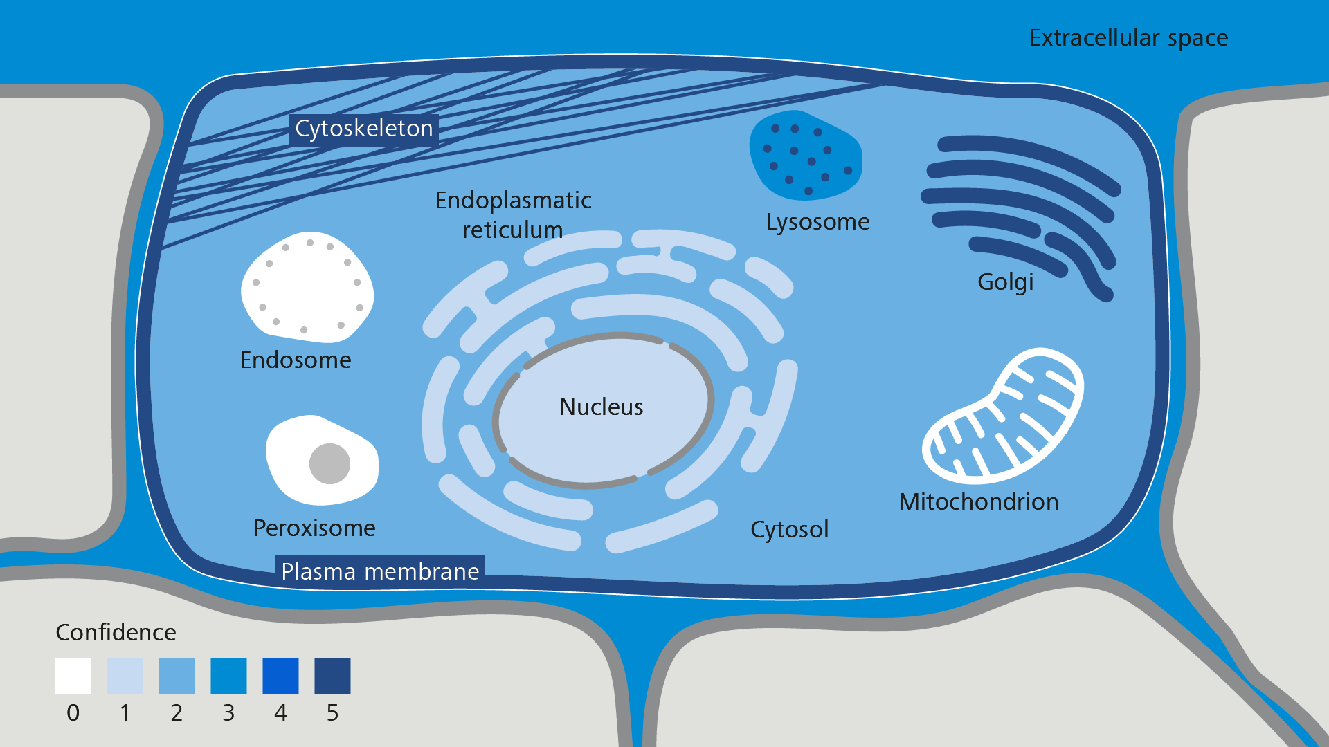 Figure A: Cellular localization of B4GALT1. Note strong accumulation in the Golgi apparatus.​