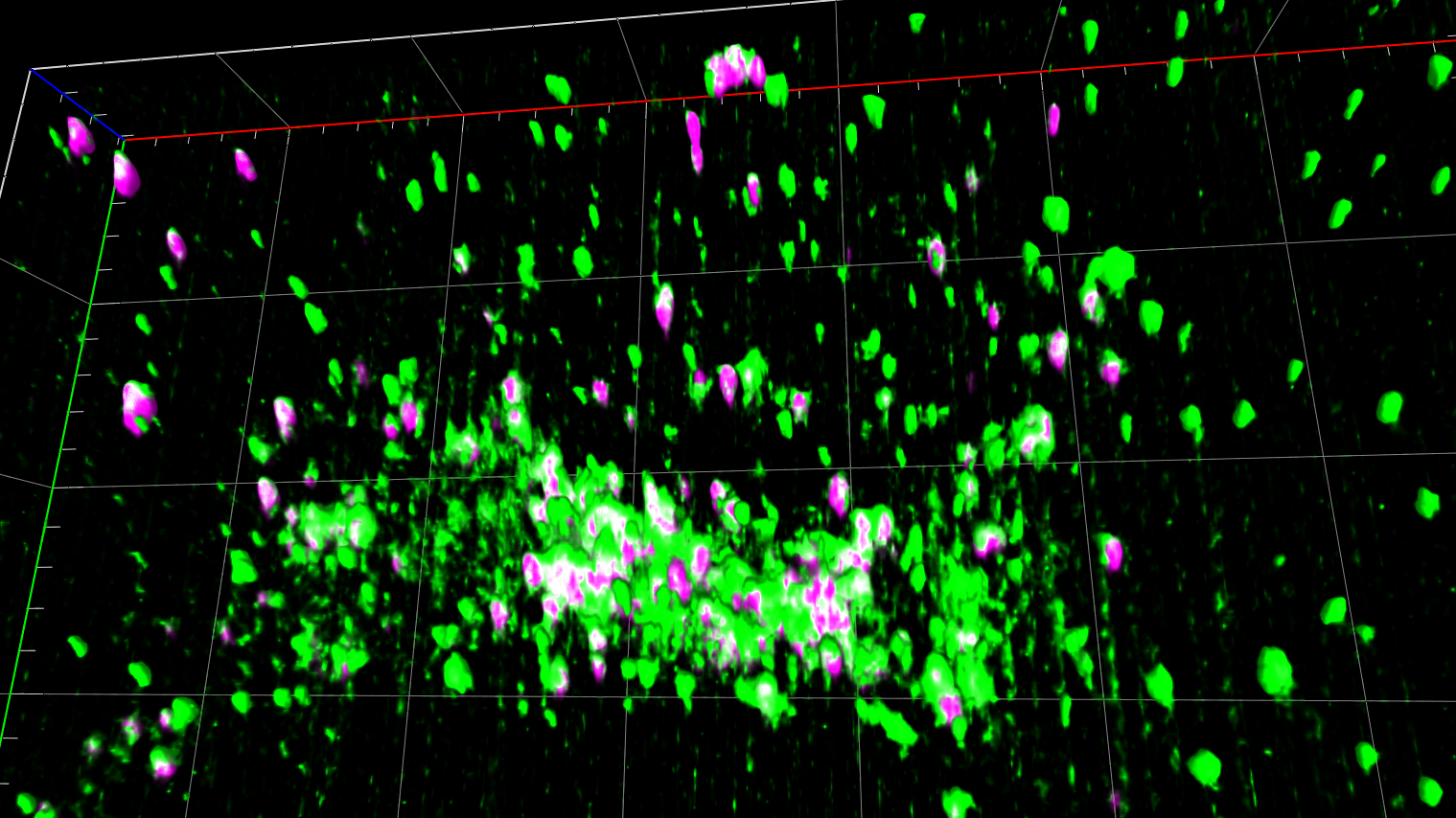 Figure C: Single time-point 3D view of data set. Single channels and merge image are shown. Note the (complete) overlap of Golgi7-labelled vesicles with a fraction of the Rab5a-labelled vesicles. Also note “striping artefacts” in the green channel.