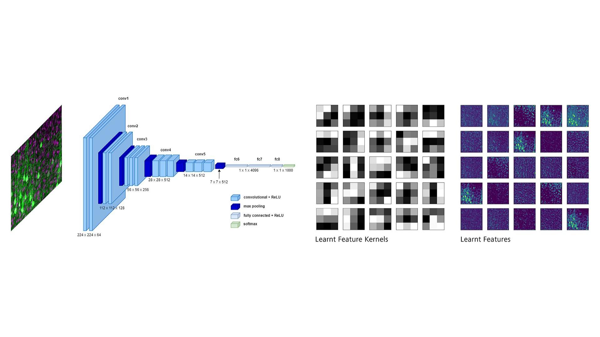 A diagram shows a convolutional neural network (CNN) applied to a microscopy image, with visualizations of learnt feature kernels and learnt features.