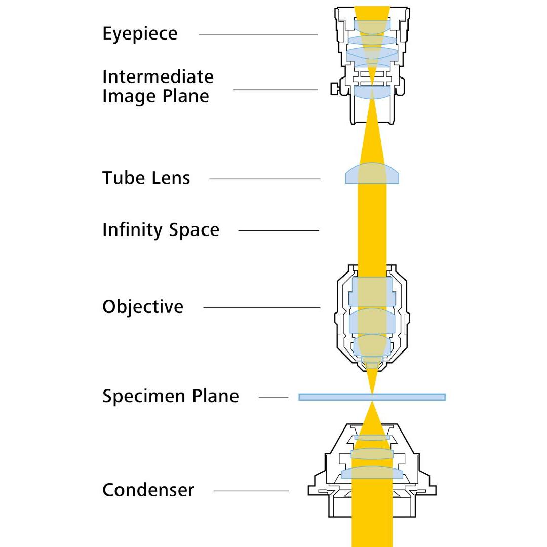 A cross-sectional illustration showing the beam path of an optical microscope with condenser, specimen plane, infinity objective, infinity space, tube lens, intermediate image plane, and eyepiece.