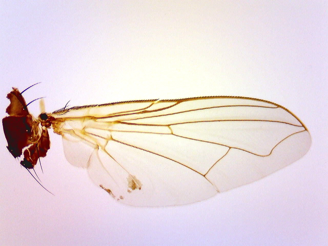 Brightfield fly wing