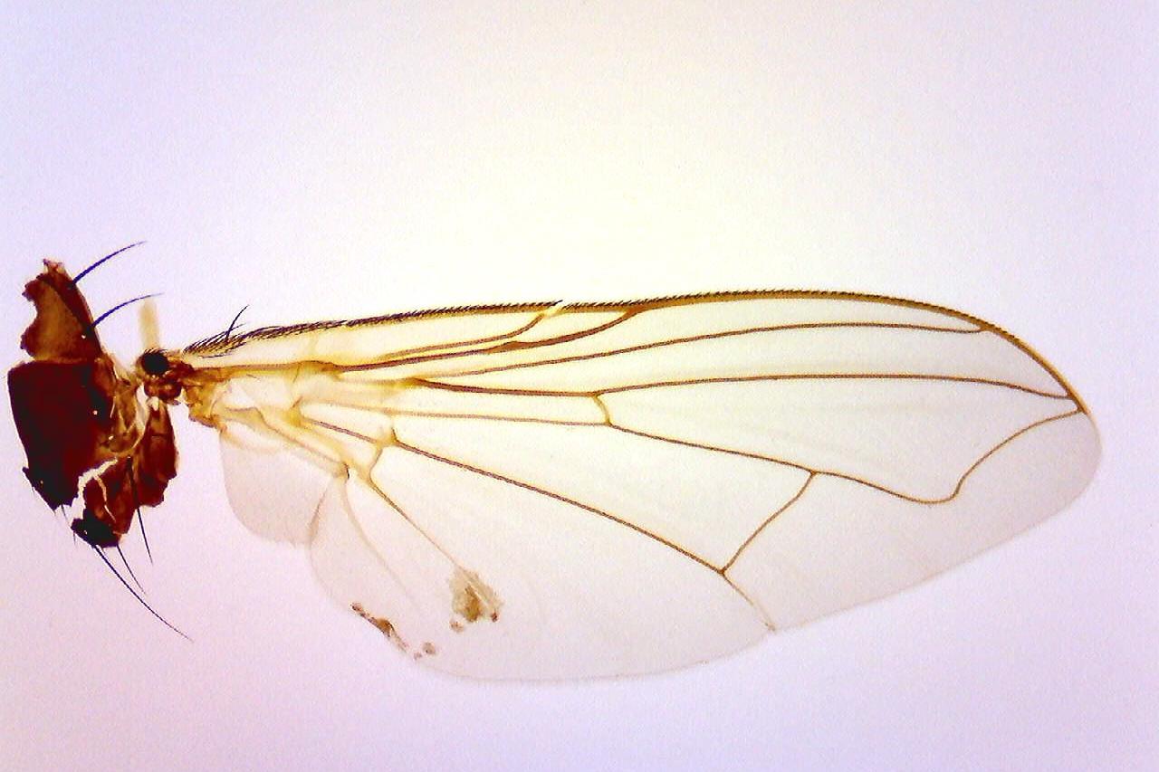 Brightfield fly wing