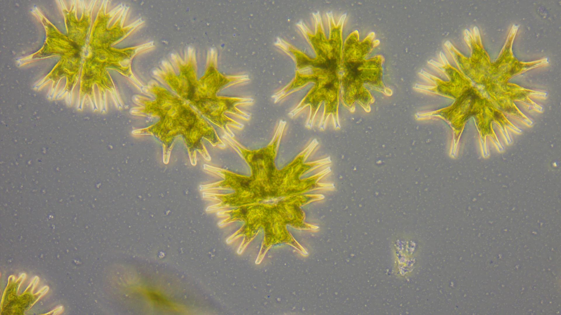 A microscopic close up of green algae.