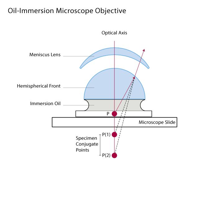 An illustration showing a cross-sectional view of a typical homogeneous oil immersion objective in a microscope