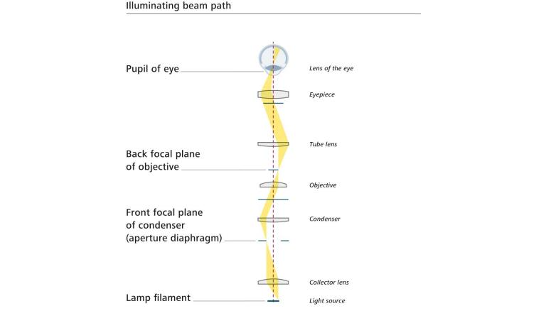 Understanding light paths for optical microscopy imaging | ZEISS
