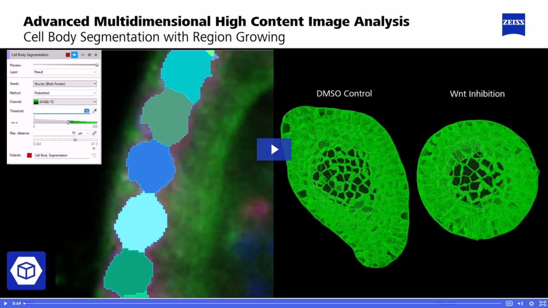 Image excerpt from the webinar 3D Organoid Image Analysis