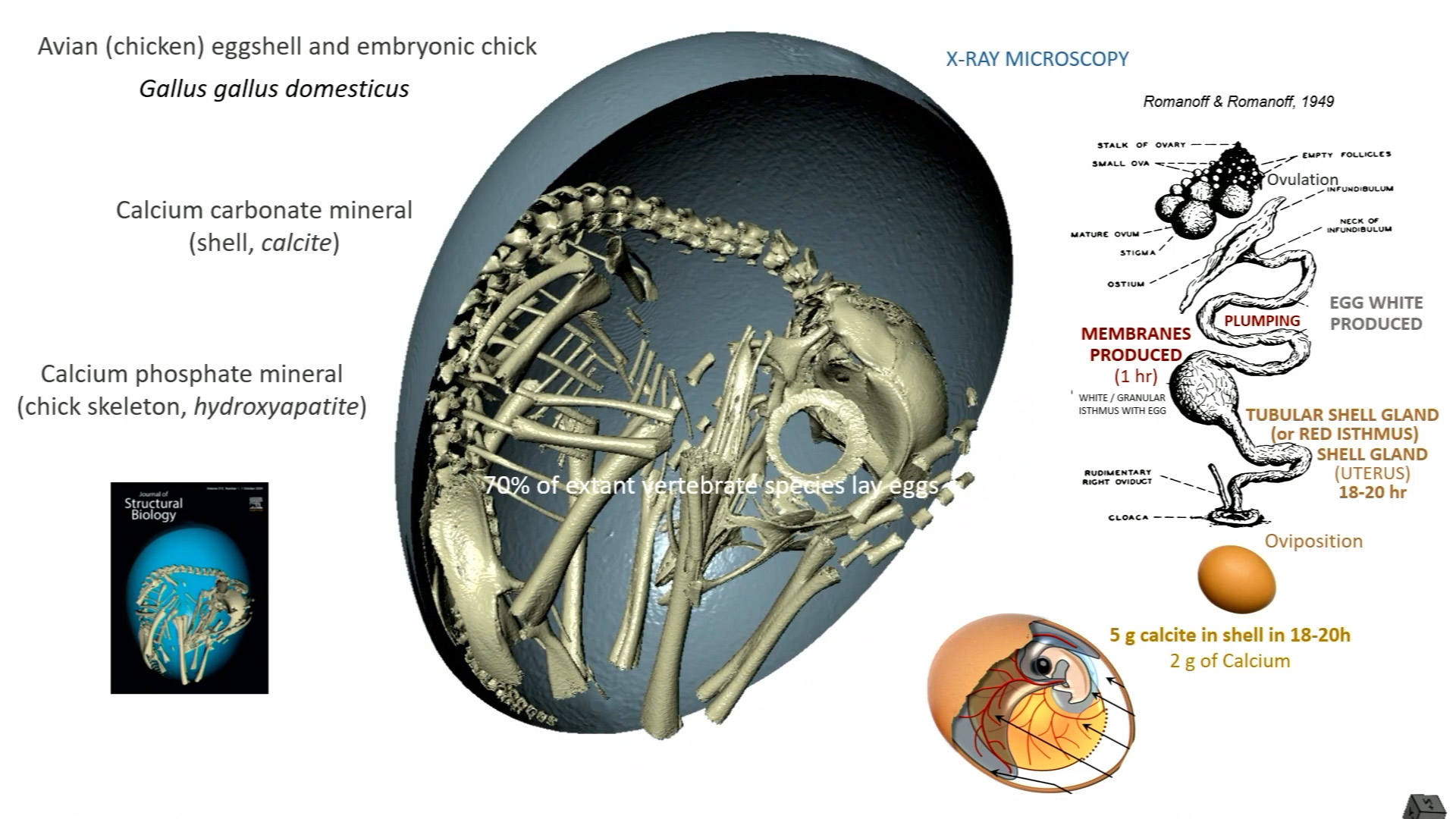 Webinar: A pseudo-4D study of embryonic skeletal development in the domestic chicken, and new insights into the 3D structure of the avian eggshell membrane