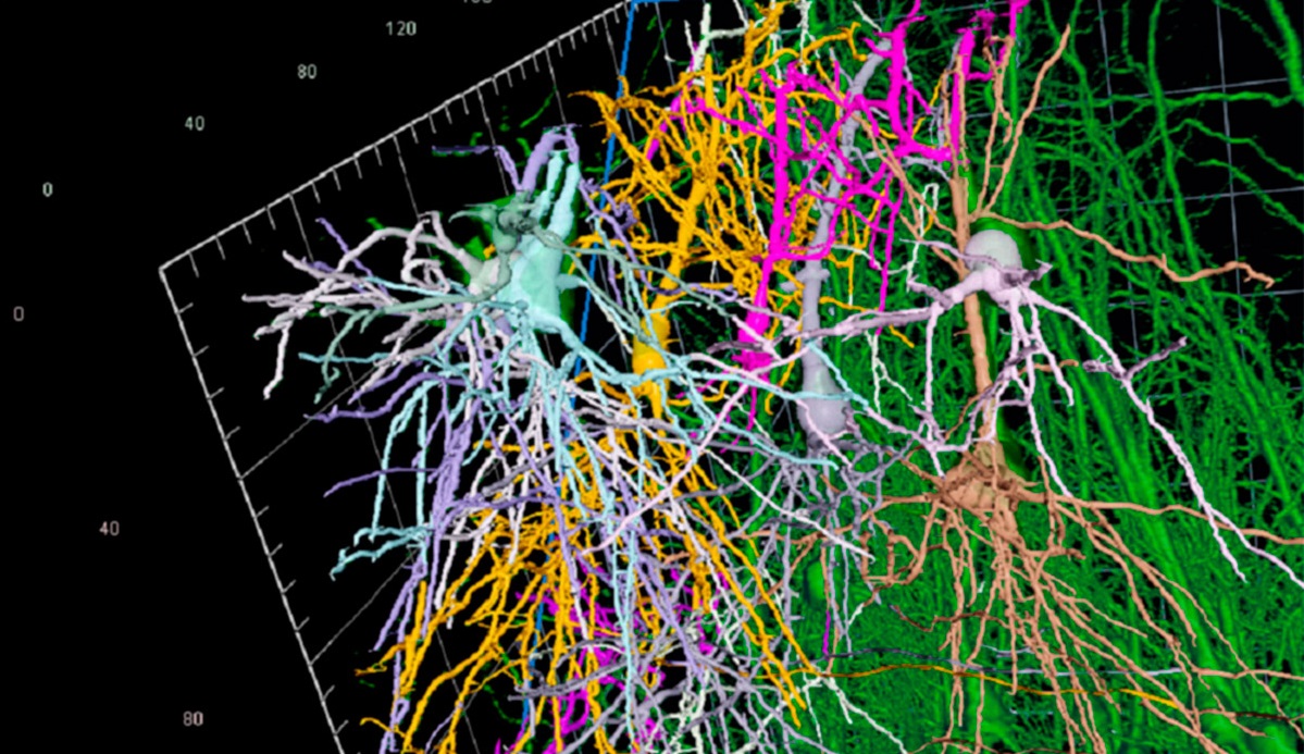 Understanding SNR and it's Neuroscience Relevance