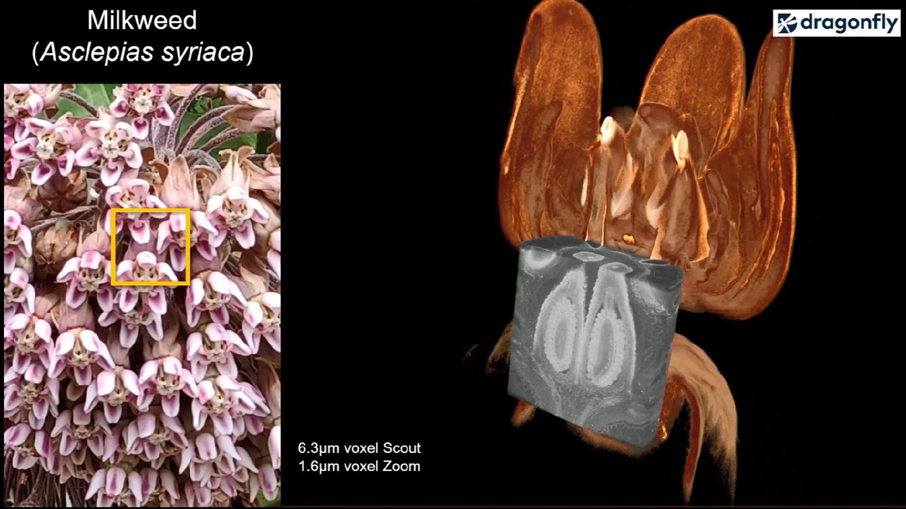 Webinar: X-ray microscopy - Bringing multiscale 3D volume imaging to plant biology