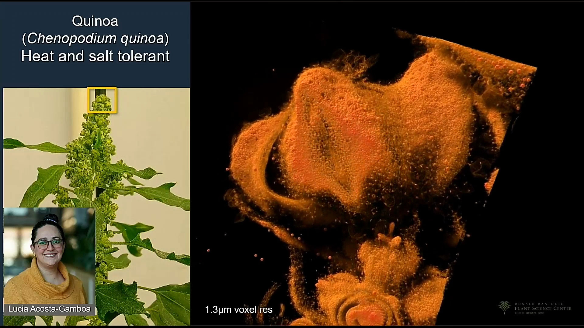 Webinar: X-ray microscopy - Bringing multiscale 3D volume imaging to plant biology
