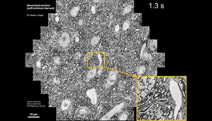 Connectomics with Multi-beam Scanning Electron Microscopy | ZEISS
