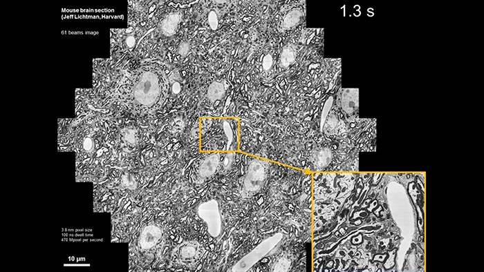Enabling Connectomics with Multi-beam Scanning Electron Microscopy