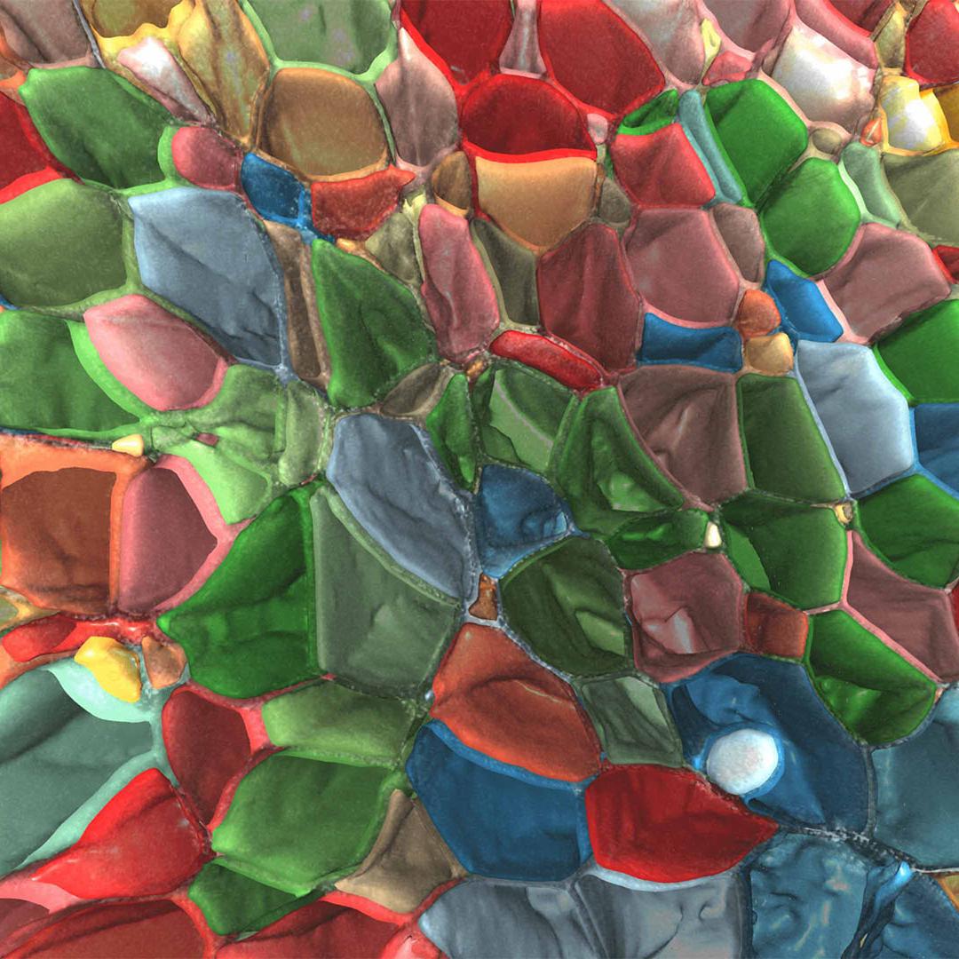 Imaging subcellular dynamics in multicellular organisms