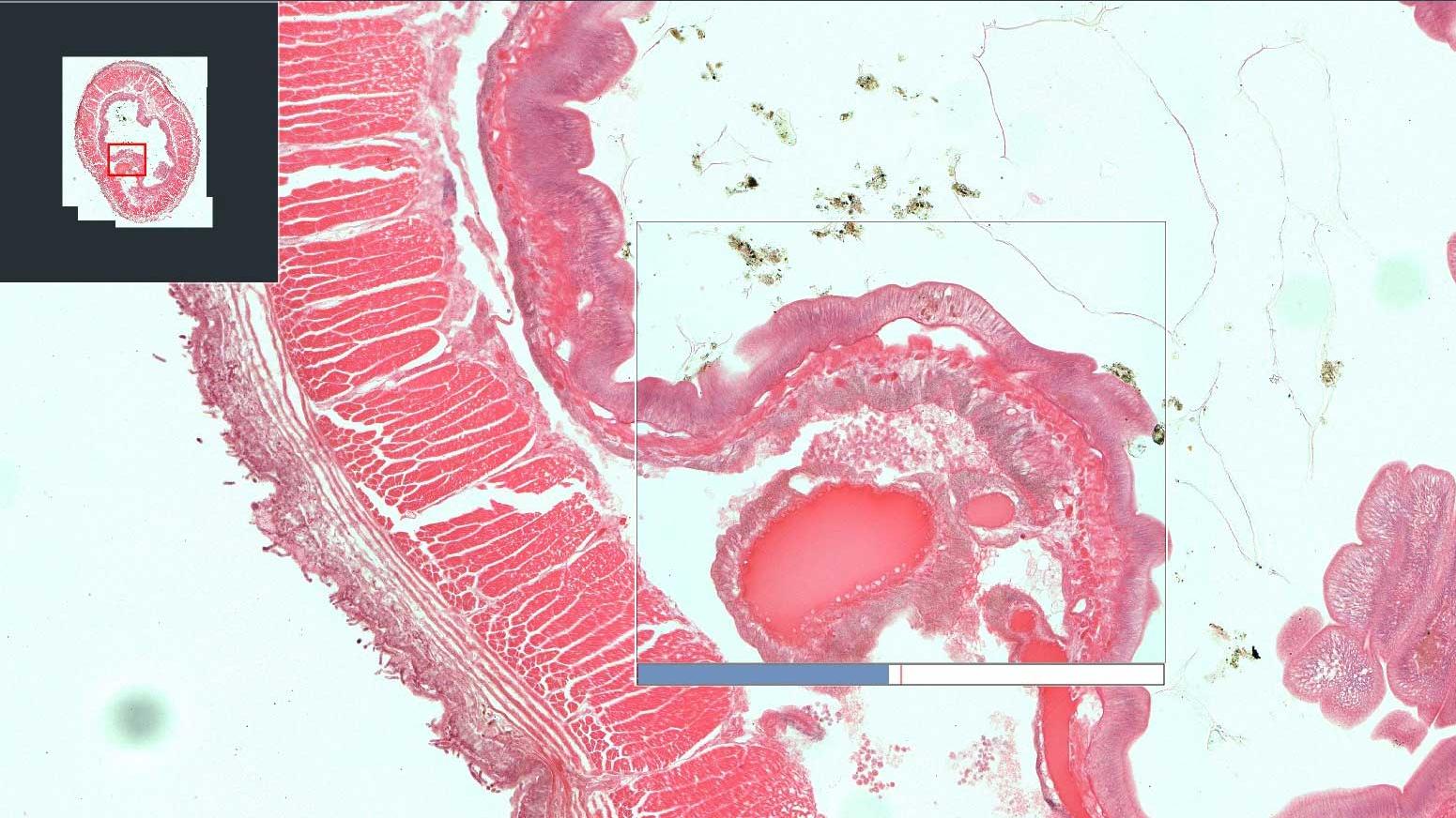 How-to Acquire Manual Whole Slide Images with ZEISS Labscope