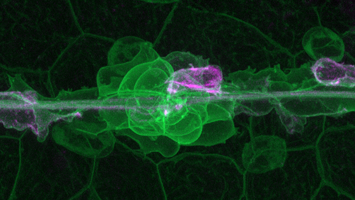 The New ZEISS LSM 9 Family - Adding the Multiplex Factor to Your Confocal Imaging