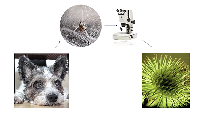 Microscopy for Primary Schools: Making Small Things Big!