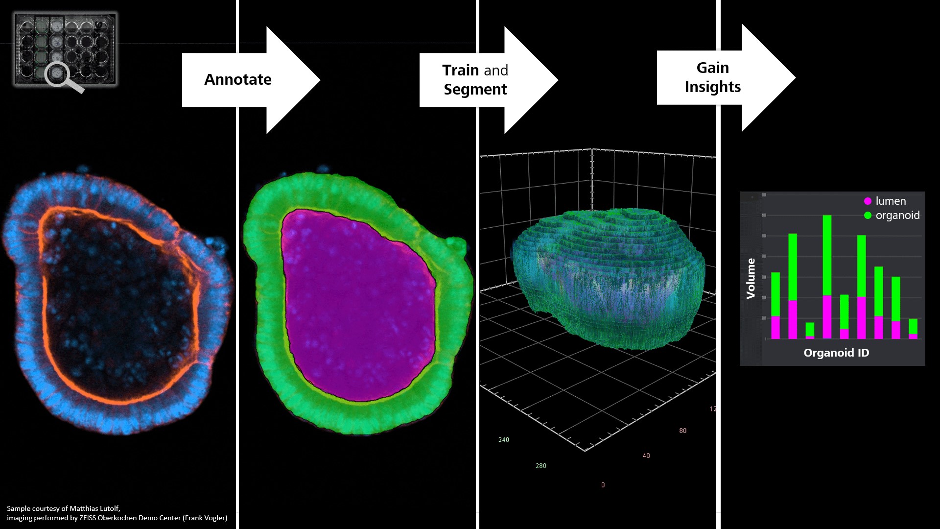 Organoid image analysis with AI for reproducible results