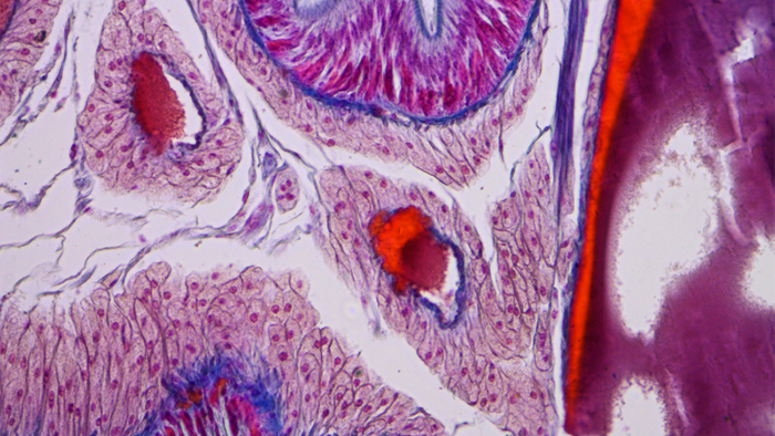 Microscopic Anatomy in the Study of Medicine