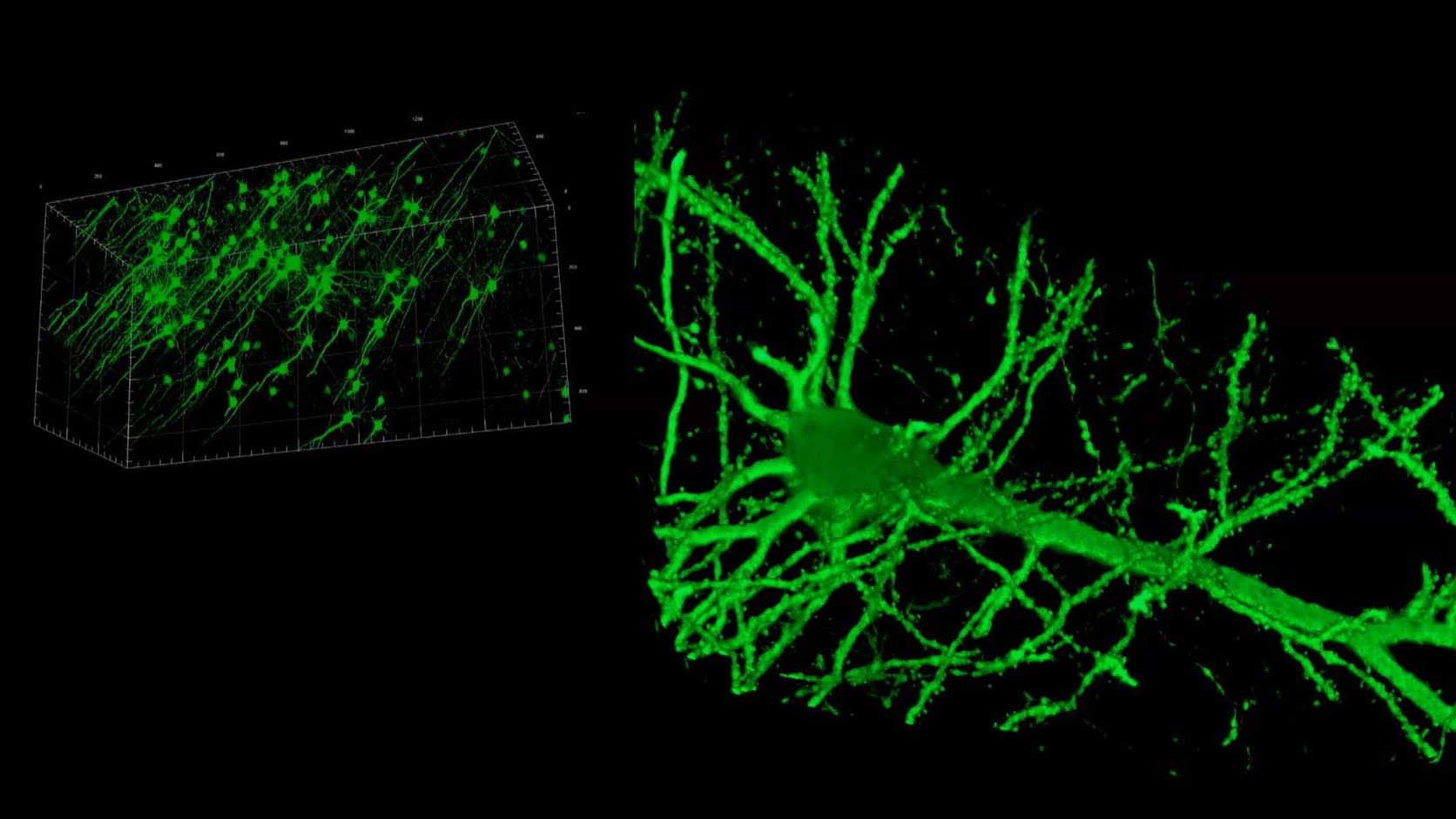 Frequently Asked Questions About Imaging Cleared Tissues