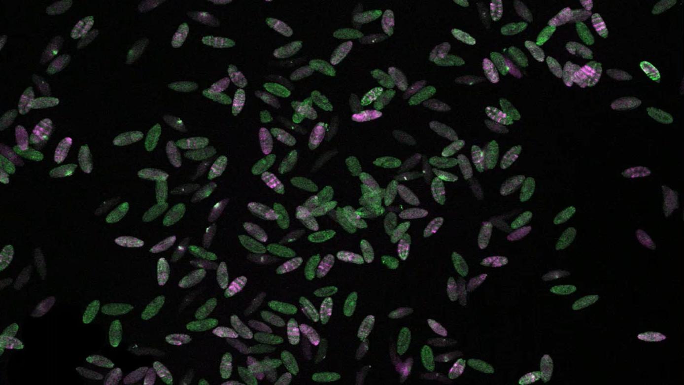 Basics of Confocal Microscopy