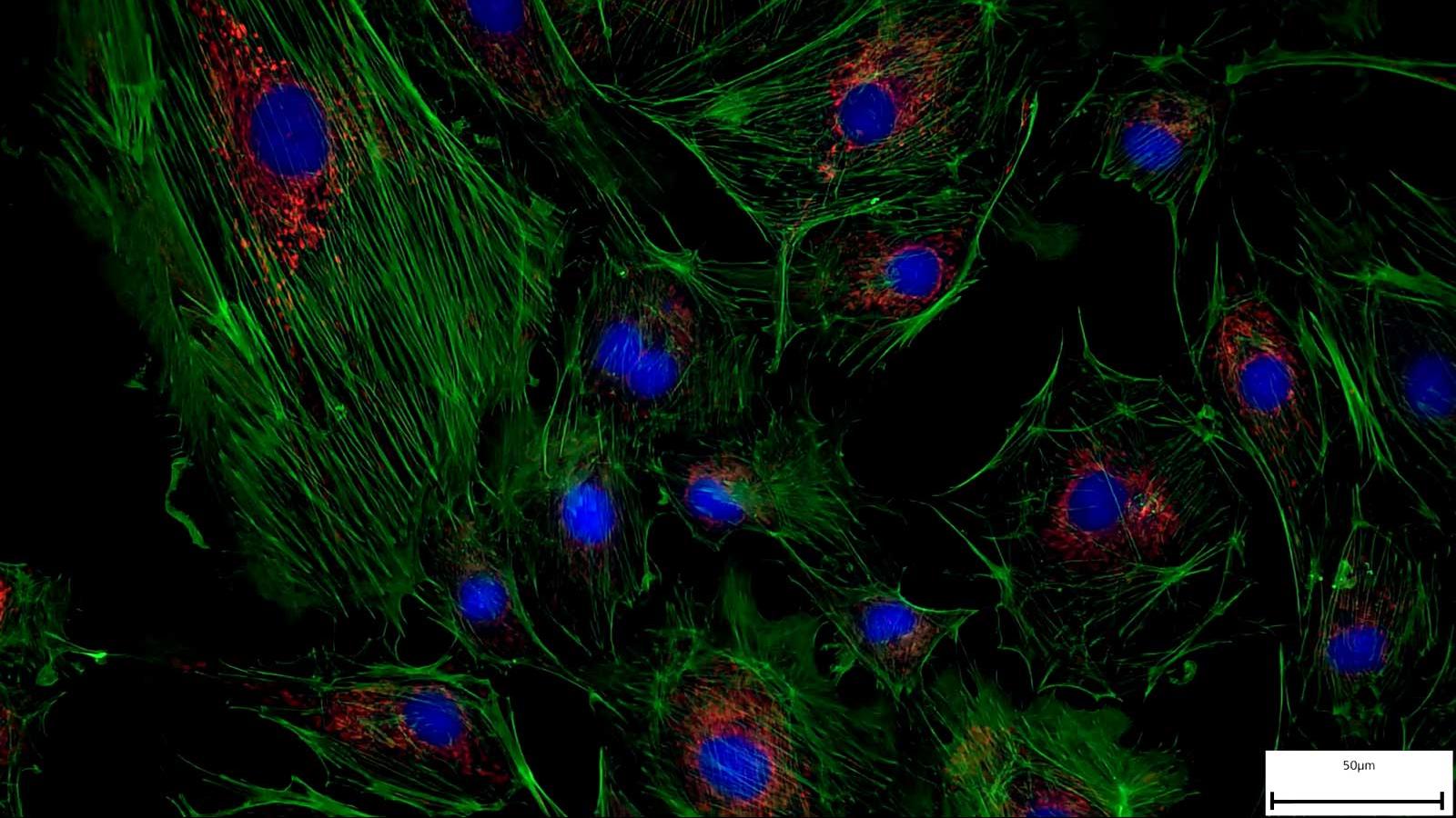 How-to Acquire a Multichannel Fluorescence Image with Labscope and Smart Microscopy